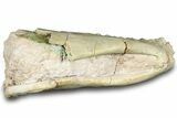 Fossil Oreodont (Merycoidodon) Partial Mandible - South Dakota #316626-3